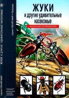 С. Афонькин - Жуки и другие удивительные насекомые