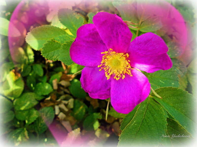 Танго одной ночи - Нина Юдичева